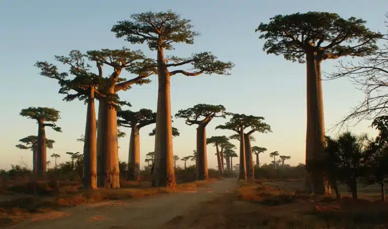 Allée_des_baobabs_Madagascar