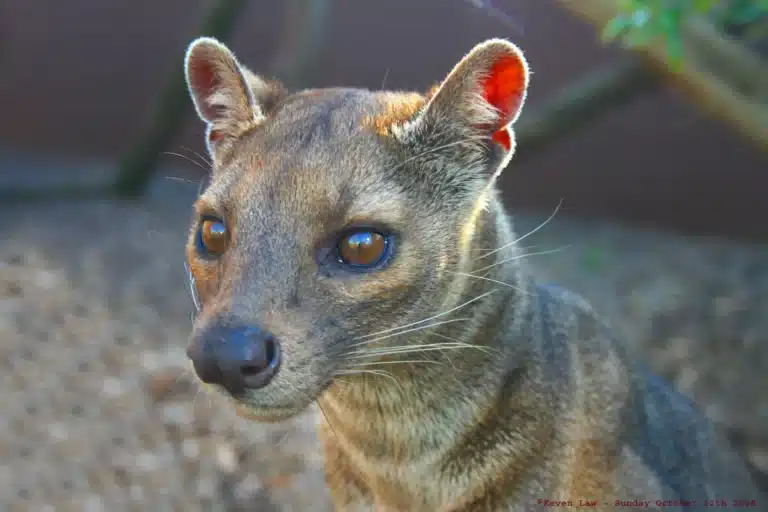 Fossa_-_Rare_Species_Centre,_Kent