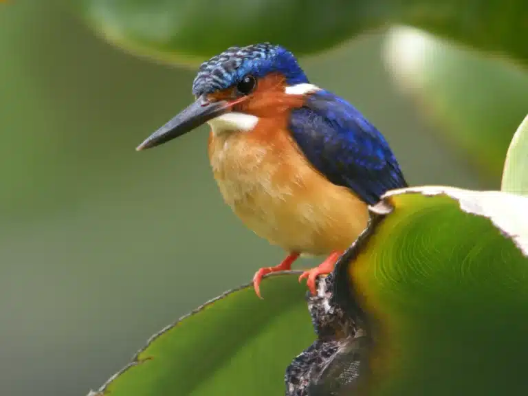 Malagasy_Kingfisher_(Corythornis_vintsioides),_Antananarivo,_Madagascar_(4023081156)