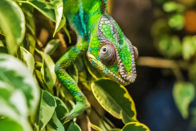 chameleon-384957_1280