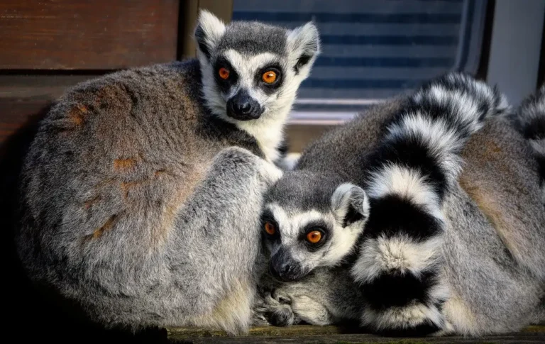 lemurs-7527956_1280